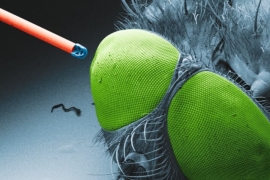 Микрообъективы смогут внедрить в тело человека 