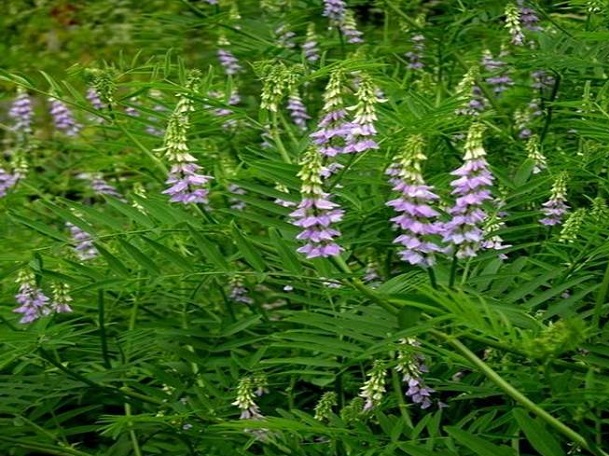 Создал плантацию солодки – пользуйся льготами Создал плантацию солодки – пользуйся льготами