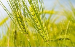 Рожь – польза и полезные свойства