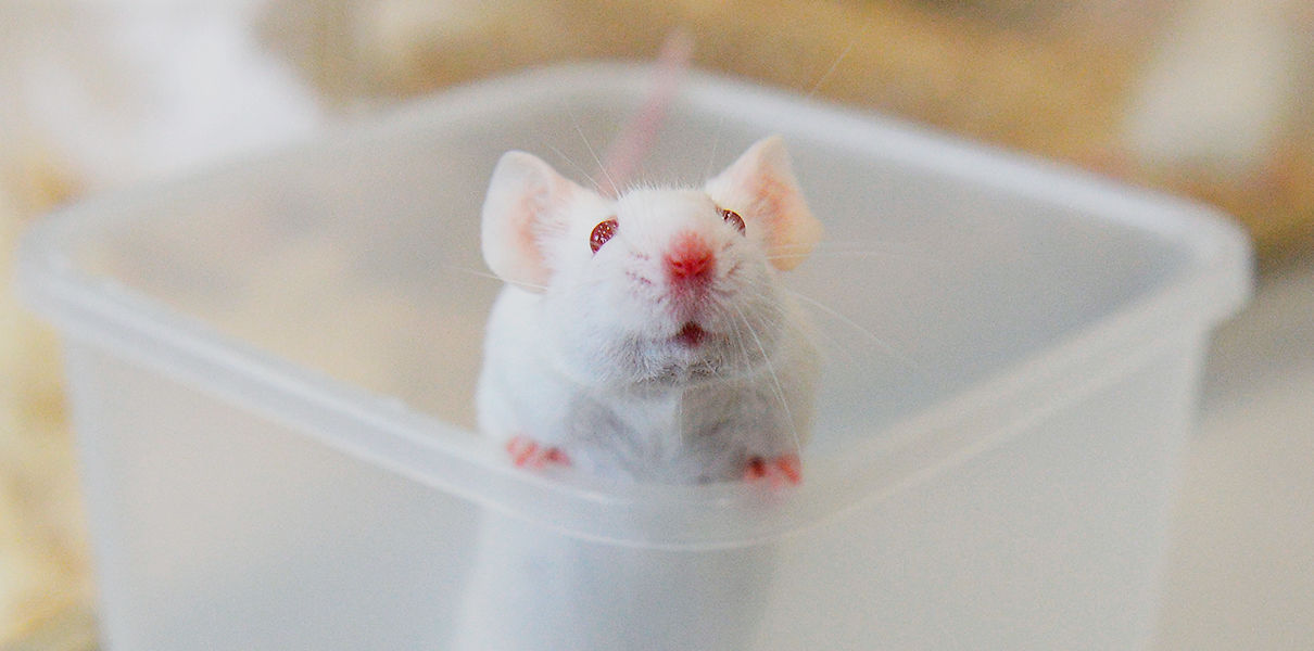 На продолжительность жизни потомства влияет возраст отцов На продолжительность жизни потомства влияет возраст отцов