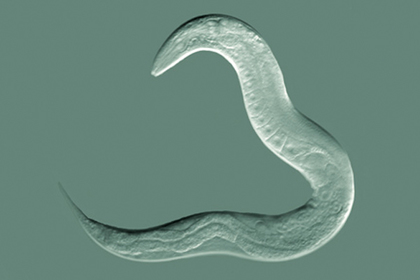 Выявлен источник молодости и старения