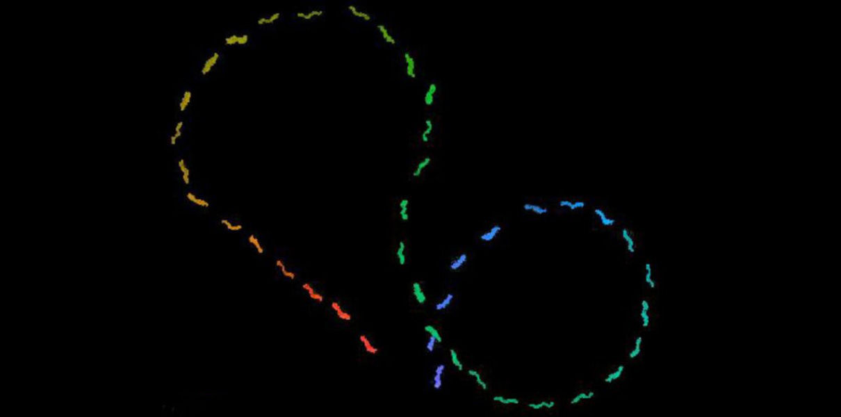 Бактерии могут помочь в создании нанороботов