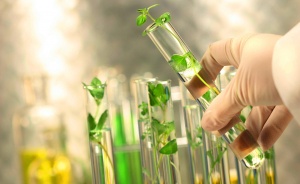 Кемеровские препараты из сибирских трав позволят отказаться от антибиотиков для животных