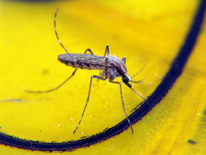 25 апреля – Всемирный день борьбы против малярии 
