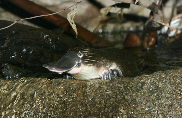 Молоко утконоса: неожиданное оружие в борьбе с супербактериями