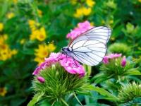 Никто не остается без внимания и заботы Никто не остается без внимания и заботы