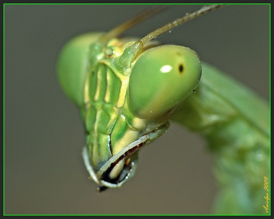 Зрение богомолов отличается от зрения других существ