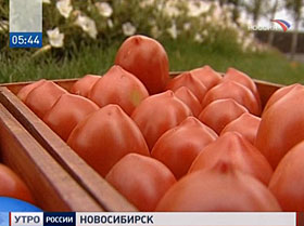 В растения вживили ген человека