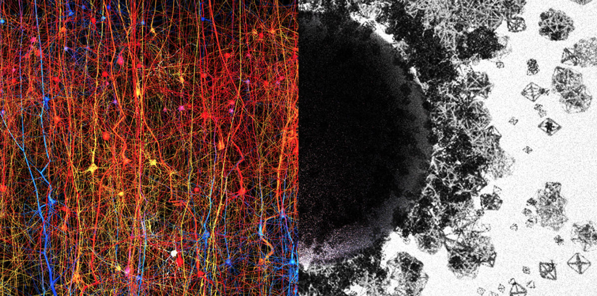 «Мозг — многомерная структура, в которой вплоть до 11 измерений»