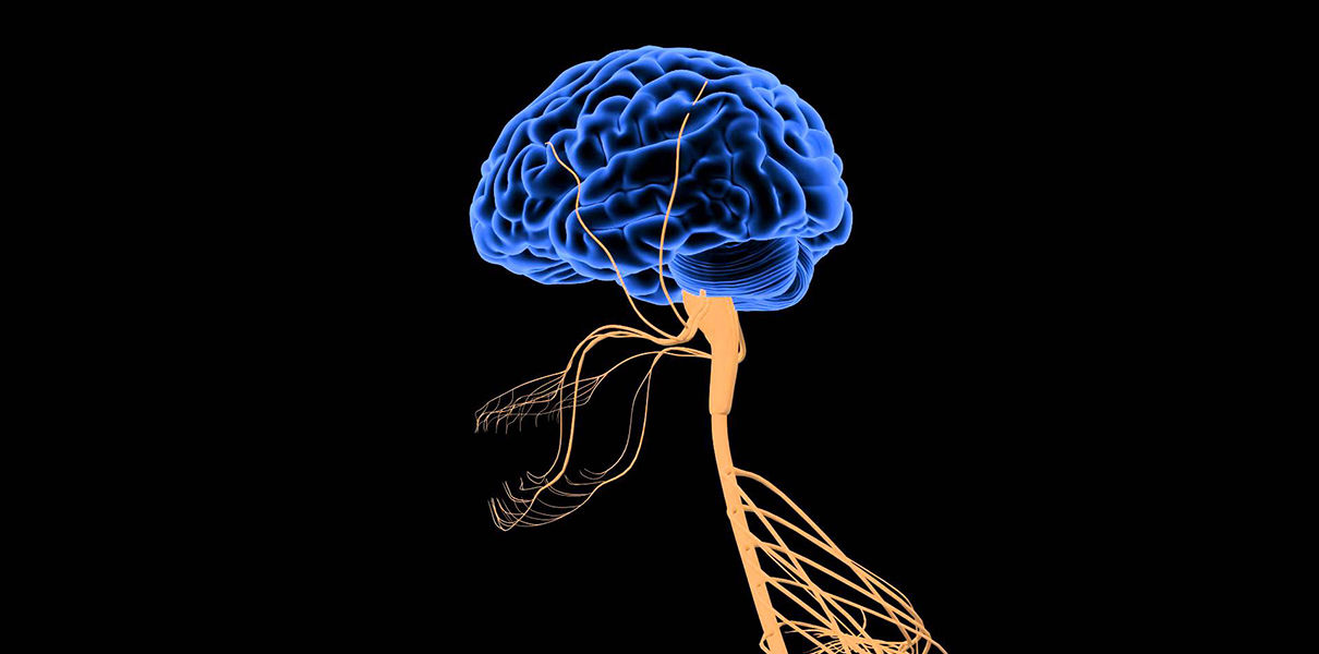 Когнитивные тренировки способны омолодить мозг пожилых Когнитивные тренировки способны омолодить мозг пожилых