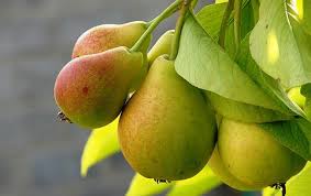 Диетологи считают грушу суперпродуктом Диетологи считают грушу суперпродуктом