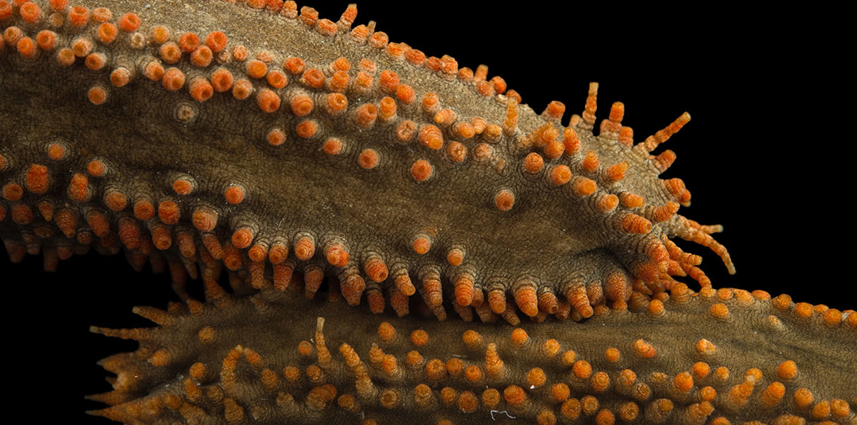 Геном морского огурца подсказал ученым механизм регенерации тканей
