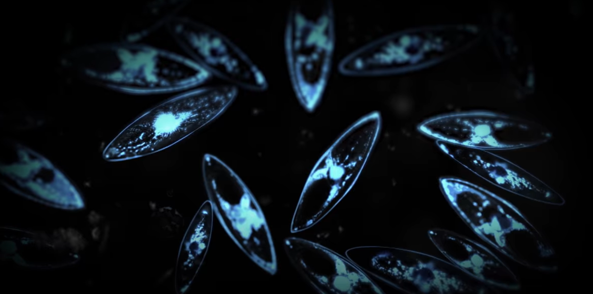 В Нидерландах осветили 30 км дамбы без электричества В Нидерландах осветили 30 км дамбы без электричества