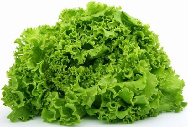 Как правильно выбирать и сохранять зелень салат