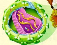 IV научная конференция по проблеме инфекционных заболеваний с международным участием IV научная конференция по проблеме инфекционных заболеваний с международным участием
