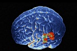 Ученые расшифровали ''внутренний голос'' мозга