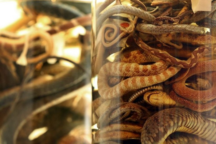 Контрабанда средств восточной медицины стала крупнейшим преступным бизнесом в мире