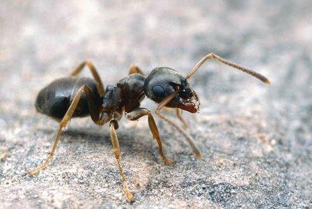 Эффективные методы борьбы с термитами Эффективные методы борьбы с термитами