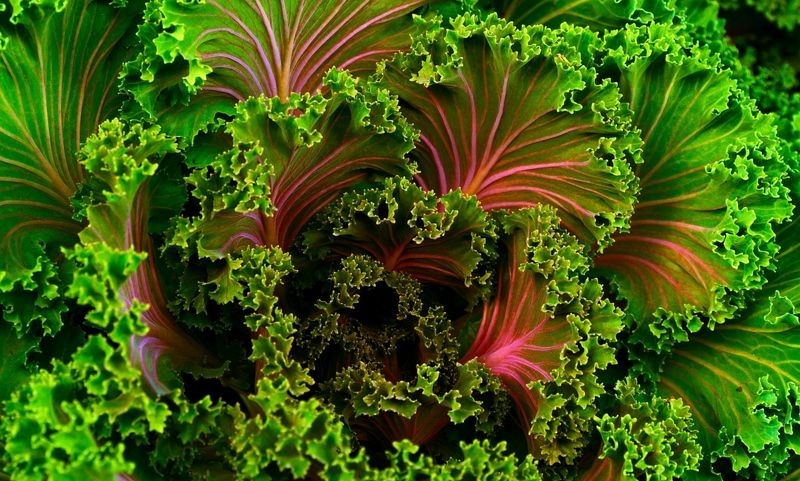 10 главных правил здорового питания