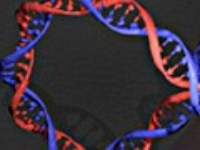 Найден ген, защищающий от ВИЧ Найден ген, защищающий от ВИЧ