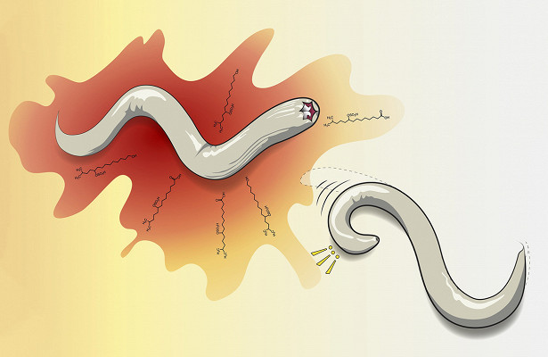 Круглого червя успокоили, искупав в антидепрессанте