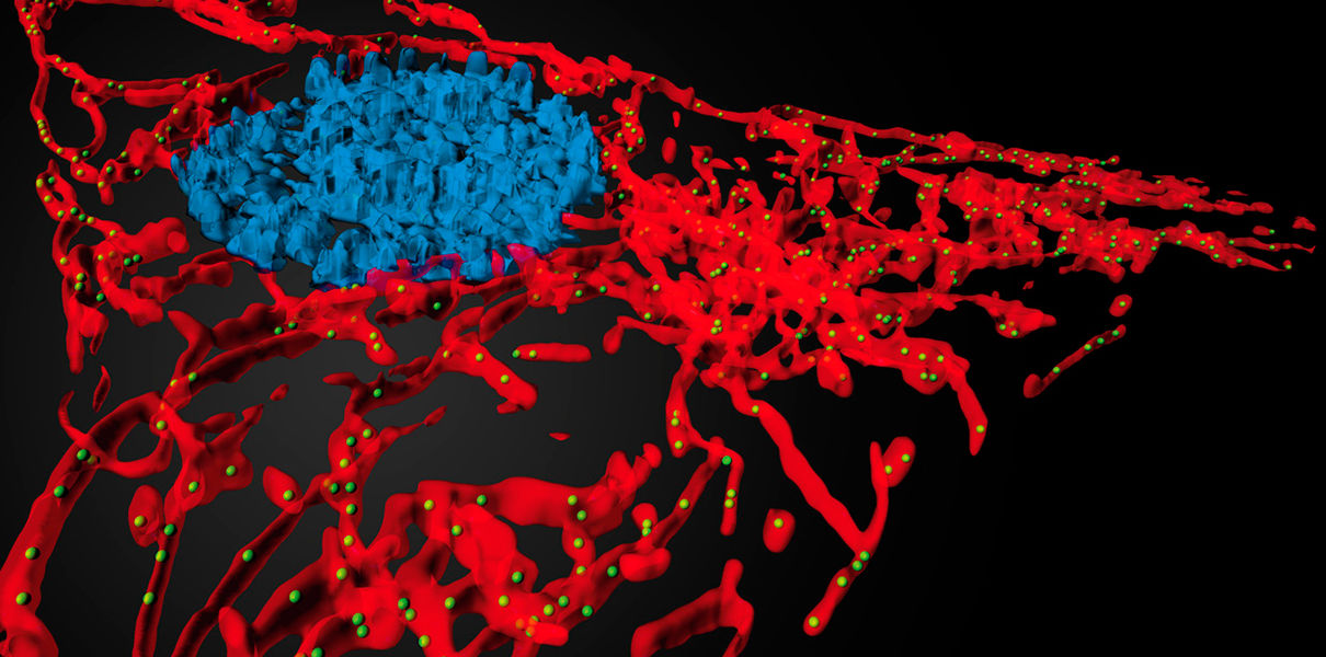 Генетическая коррекция митохондрий поможет победить старение Генетическая коррекция митохондрий поможет победить старение