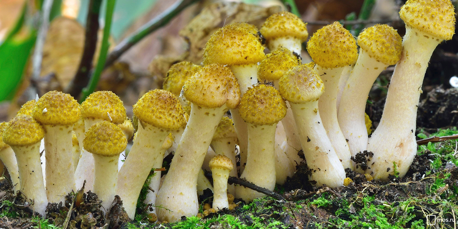 «Все о грибах»: цикл лекций в «Аптекарском огороде» «Все о грибах»: цикл лекций в «Аптекарском огороде»