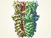 Впервые получено объемное изображение «васаби-рецептора»