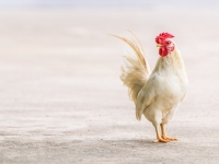 В Китае зарегистрирован первый случай инфицирования человека гриппом H7N4 В Китае зарегистрирован первый случай инфицирования человека гриппом H7N4