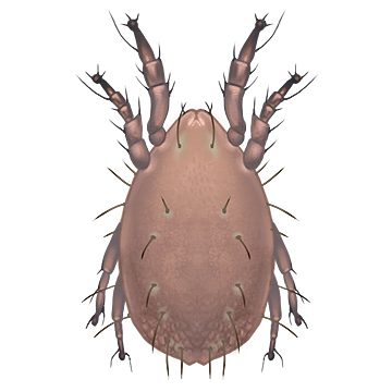 Какой вред наносят хлебные клещи Какой вред наносят хлебные клещи