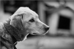 Ученые: клетки носа собак могут предотвратить развитие паралича