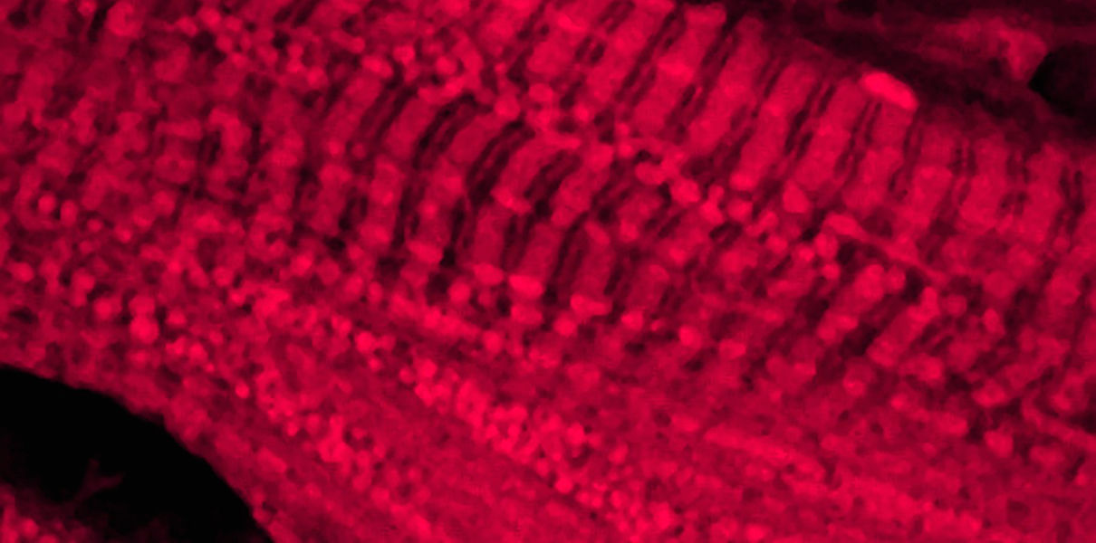 Инъекция вируса от сердечной недостаточности успешно прошла испытания