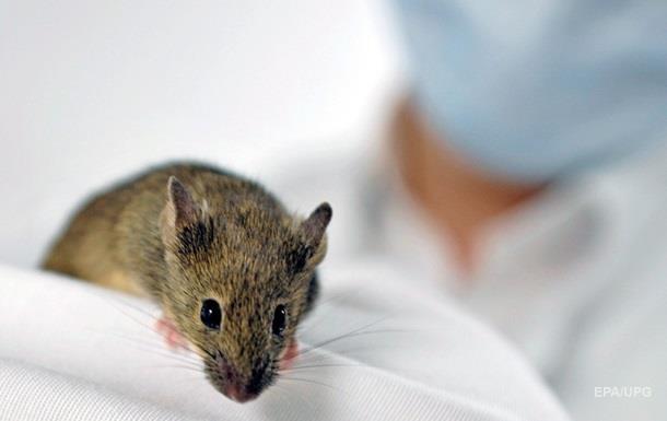 Ученые обратили вспять старение мышц Ученые обратили вспять старение мышц