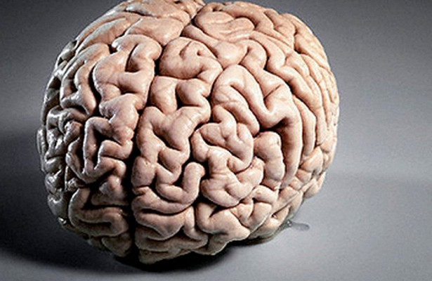 Найден простой способ значительно омолодить мозг