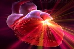 Клетки сердца можно заставить регенерироваться  