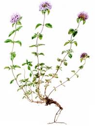 Herbal