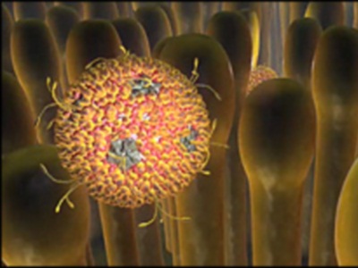 mcgilliwasa_reovirus 2.jpg