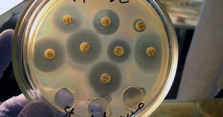 IMG_0256_antibiotics_web-728x382.jpg