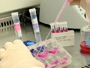 Японские ученые первые в мире с помощью клеток человека сумели поставить на ноги парализованную обезьяну 