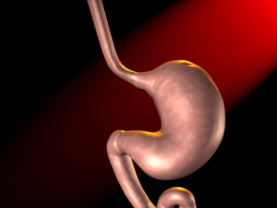 Stomach 2.png